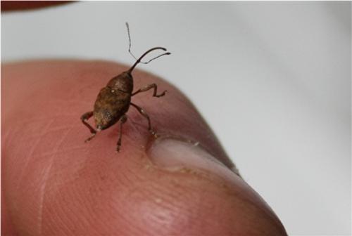 Curculio sp.